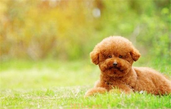 纯种泰迪和串串的区别 其实狗狗纯不纯都不重要(图2)