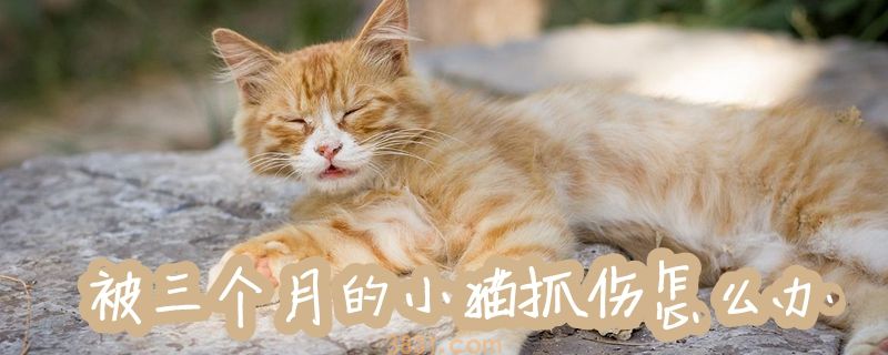 被三个月的小猫抓伤怎么办(图1)