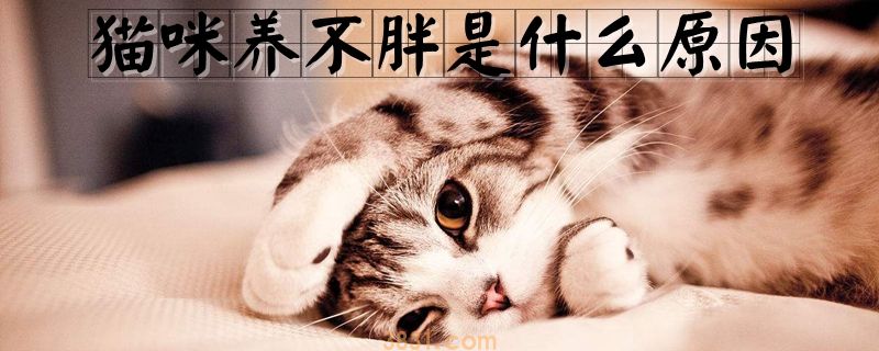 猫咪养不胖是什么原因(图1)
