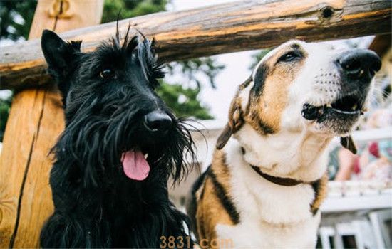 纯种犬好还是杂交犬好 纯种的狗不一定比杂交狗好(图1)