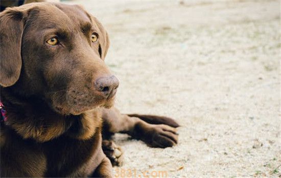 纯种犬好还是杂交犬好 纯种的狗不一定比杂交狗好(图2)