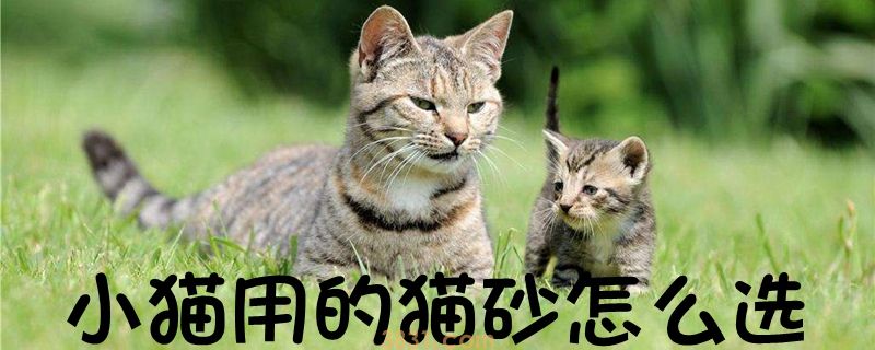 小猫用的猫砂怎么选(图1)