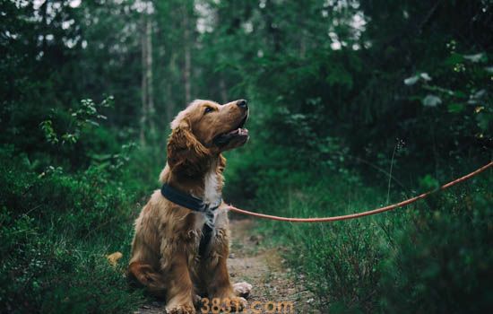 狗狗急救方法是什么 养犬必备的急救知识(图2)
