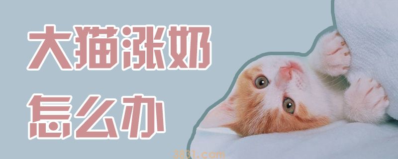 大猫涨奶怎么办(图1)