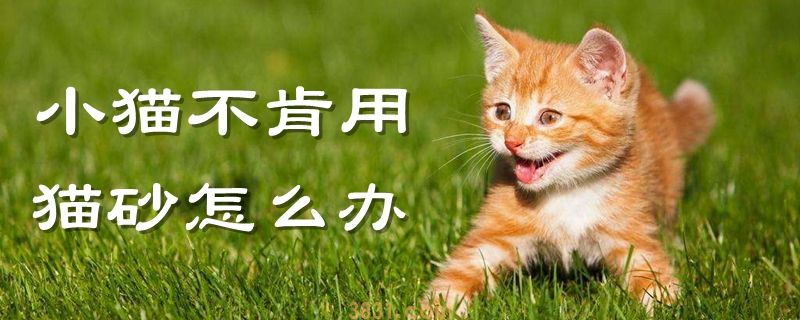 小猫不肯用猫砂怎么办(图1)