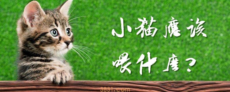 小猫应该喂什么(图1)