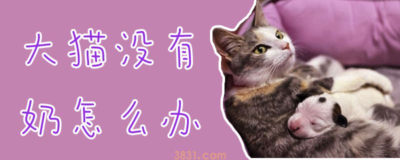 大猫没有奶怎么办(图1)