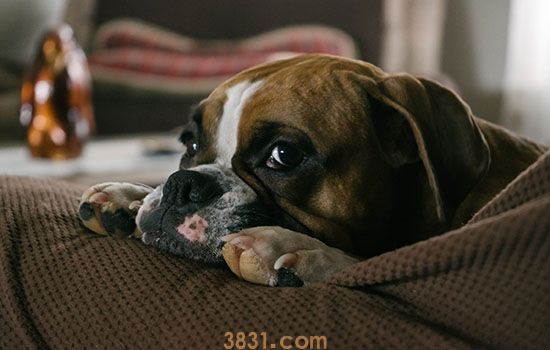 狗狗犯错会意识到自己错了么 狗狗不看主人是在认错吗(图1)