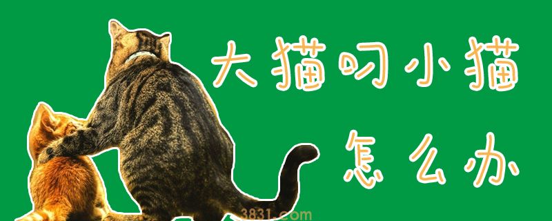 大猫叼小猫怎么办(图1)