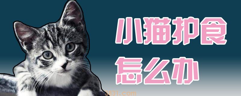 小猫护食怎么办(图1)