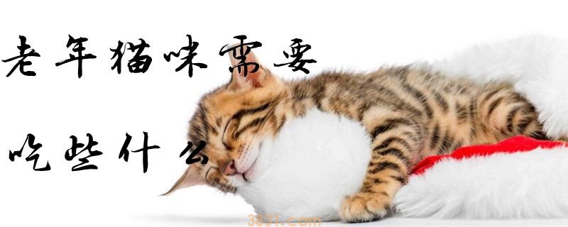 老年猫咪需要吃些什么(图1)
