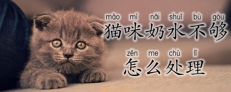 猫咪奶水不够怎么处理(图1)