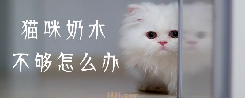 猫咪奶水不够怎么办(图1)