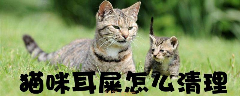 猫咪耳屎怎么清理(图1)