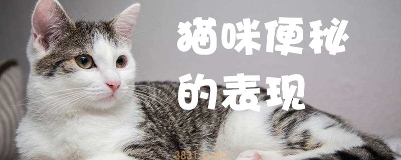 猫咪便秘的表现有哪些(图1)