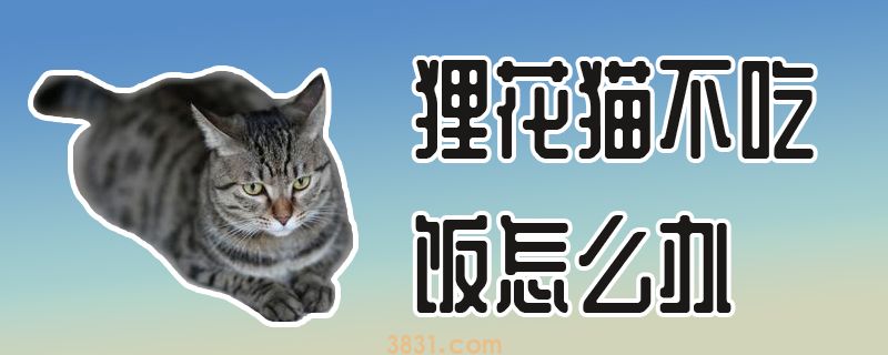 狸花猫不吃饭怎么办(图1)