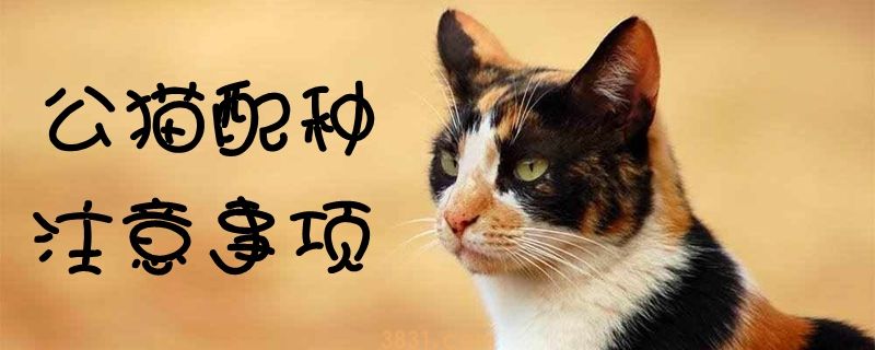 公猫配种注意事项(图1)