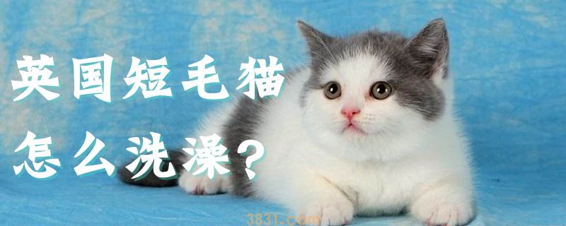 英国短毛猫怎么洗澡(图1)
