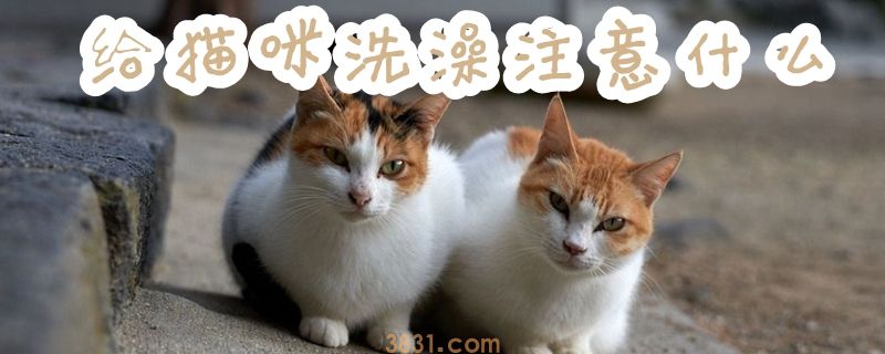 给猫咪洗澡注意什么(图1)