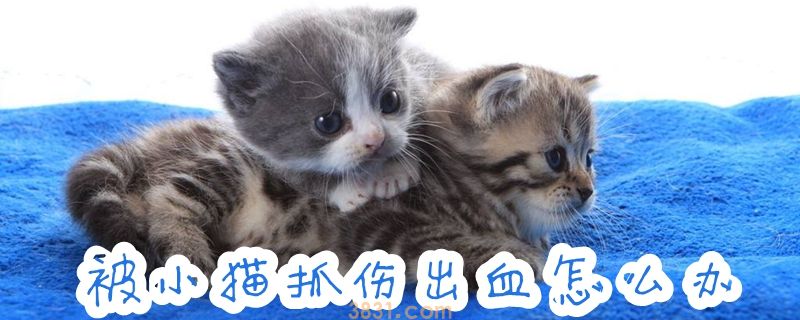 被小猫抓伤出血怎么办(图1)