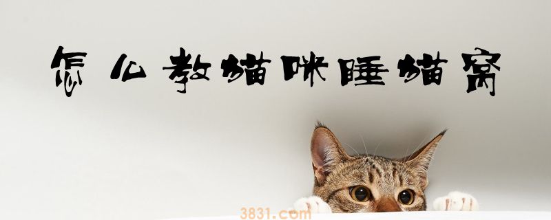 怎么教猫咪睡猫窝(图1)