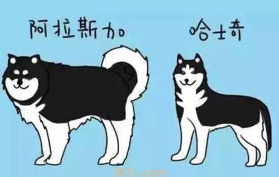 阿拉斯加和哈士奇的区别 教你如何分辨这两种狗狗(图1)