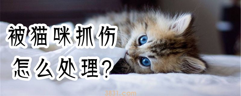 被猫咪抓伤怎么处理(图1)