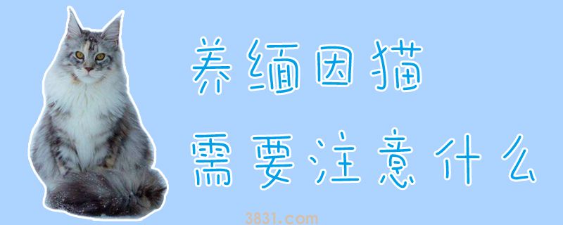 养缅因猫需要注意什么(图1)