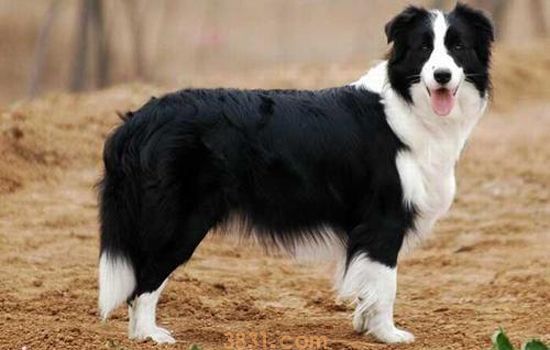 古代牧羊犬好养吗 古代牧羊犬喂养注意问题(图1)