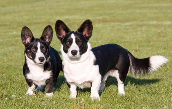 古代牧羊犬好养吗 古代牧羊犬喂养注意问题(图2)