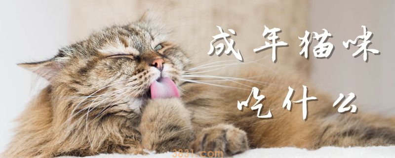 成年猫咪吃什么(图1)