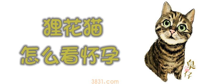 狸花猫怎么看怀孕(图1)