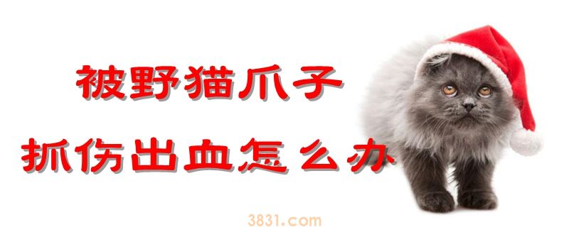 被野猫爪子抓伤出血怎么办(图1)