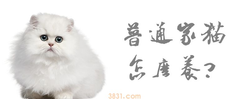 普通家猫怎么养(图1)