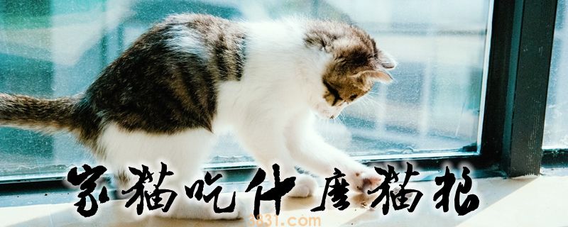 家猫吃什么猫粮(图1)
