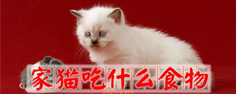 家猫吃什么食物(图1)