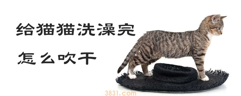 给猫猫洗澡完怎么吹干(图1)
