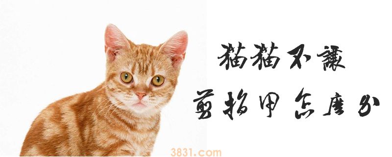 猫猫不让剪指甲怎么办(图1)