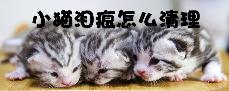 小猫泪痕怎么清理(图1)
