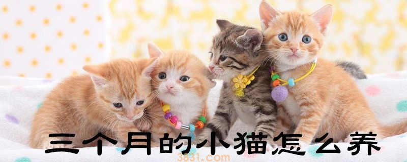 三个月的小猫怎么养(图1)