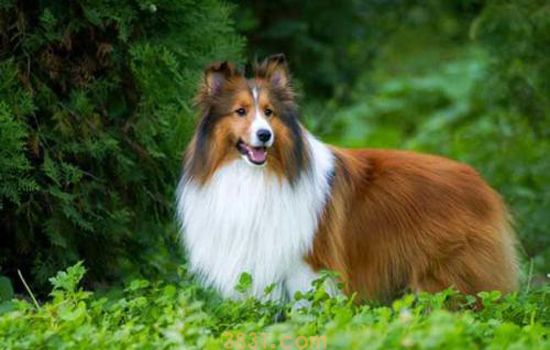 狗打疫苗前可以洗澡吗 接种狂犬疫苗能洗澡吗(图1)