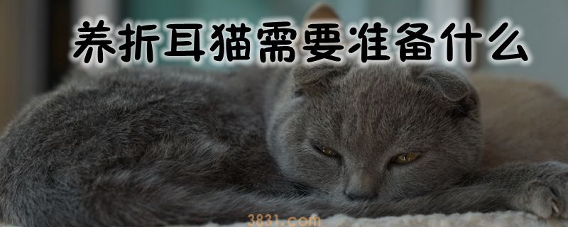养折耳猫需要准备什么(图1)