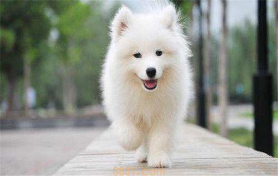 适合家养的三种中型犬 中型犬越来越受人们的欢迎(图1)