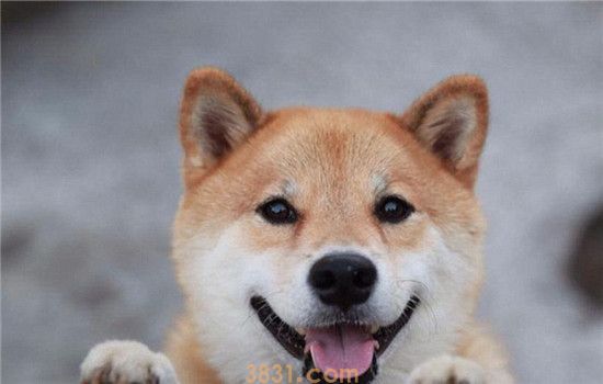 适合家养的三种中型犬 中型犬越来越受人们的欢迎(图2)