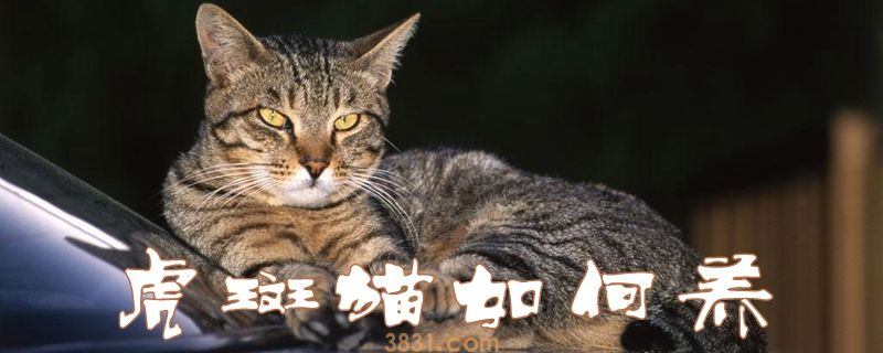 虎斑猫如何养(图1)