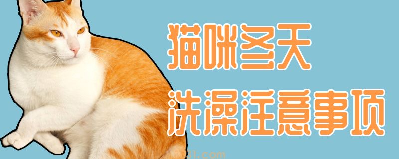 猫咪冬天洗澡注意事项(图1)