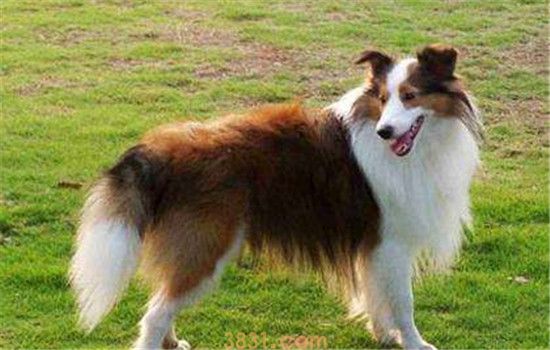 适合家养的三种中型犬 中型犬越来越受人们的欢迎(图3)