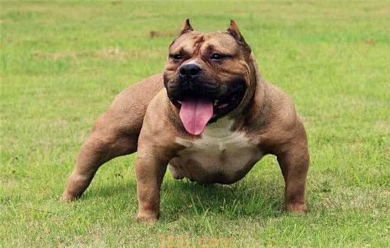 中型犬养什么好 第一种狗狗表里不一适合饲养(图1)