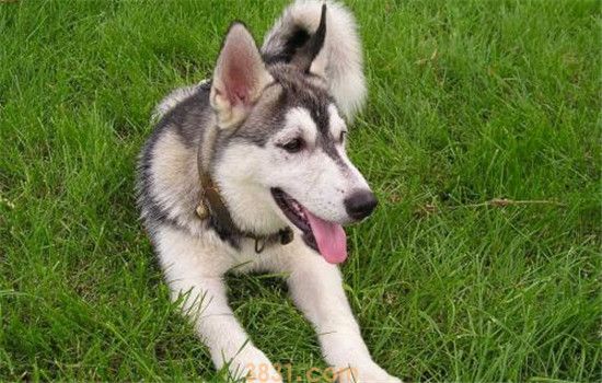中型犬养什么好 第一种狗狗表里不一适合饲养(图2)
