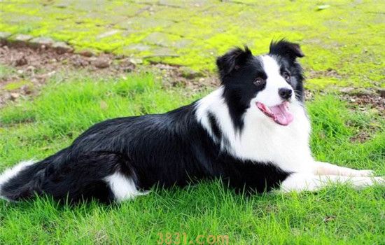 中型犬养什么好 第一种狗狗表里不一适合饲养(图3)